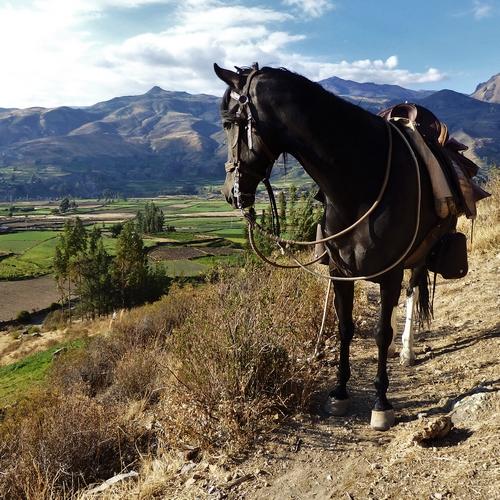 Colca Canyon Paardrijden