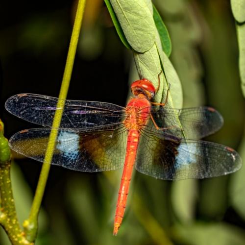 Kleurrijke libelle in Miandrivazo