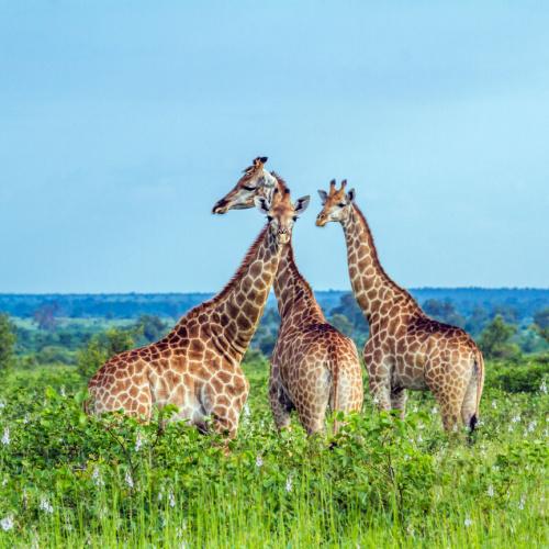 Giraffen in het Kruger Nationaal Park 