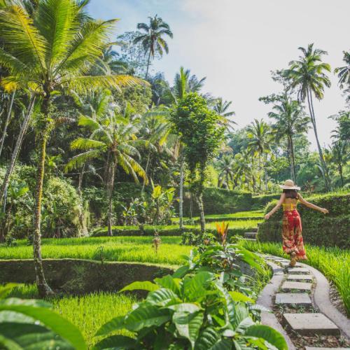 Rijstterrassen op Bali
