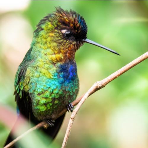 San Gerardo de Dota, Fiery-throated hummingbird