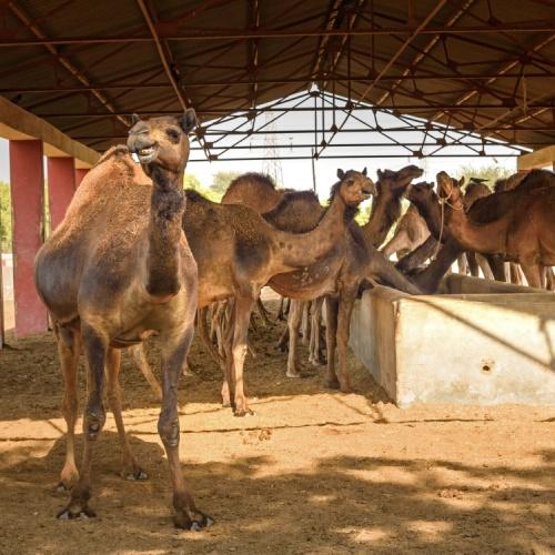 Kamelen onderzoeks en broedcentrum Bikaner