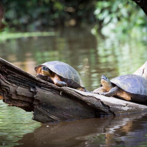 Schildpadden in Tortuguero Nationaal Park