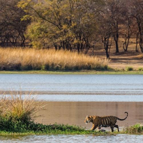 Bengaalse tijger in Ranthambore Park