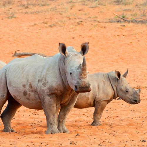 Neushoorn in Etosha Nationaal Park