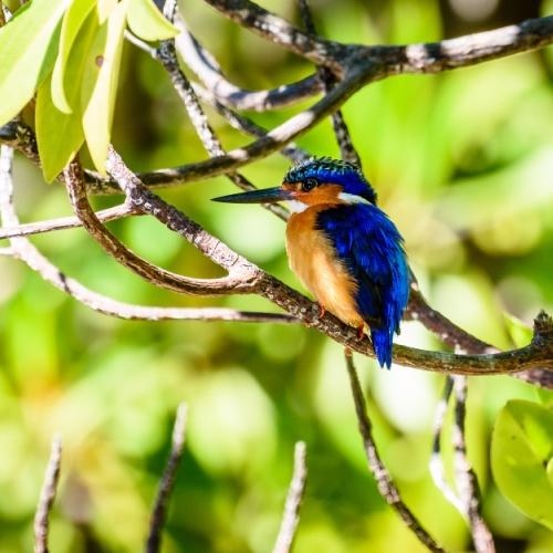 IJsvogel in Tuléar