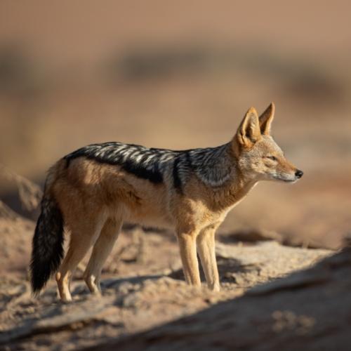 Jackhals in het Namib Naukluft Nationaal Park