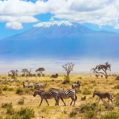 Amboseli, zebra en Kilimanjaro