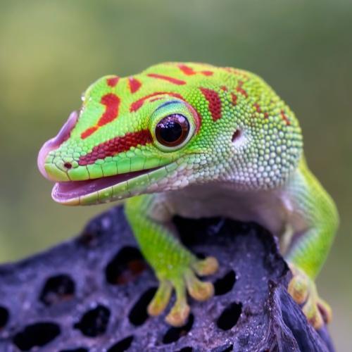 Kleurrijke gecko