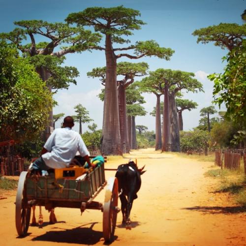 Baobab bomen in Morondava