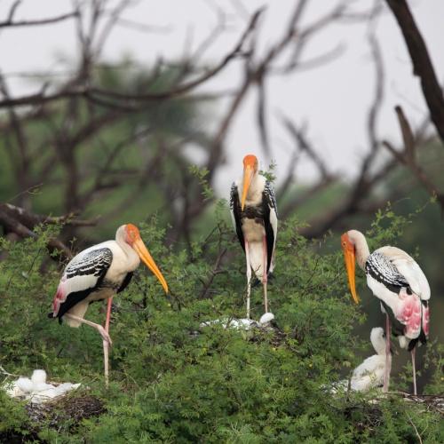 Indische Nimmerzat, Keoladeo Ghana Nationaal Park