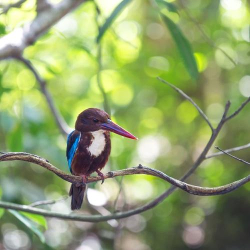 Tropische vogel in Khao sok