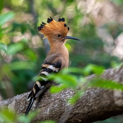 Tropische vogel in Isalo Nationaal Park