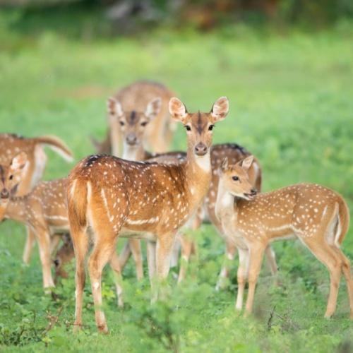 Yala Nationaal Park, herten