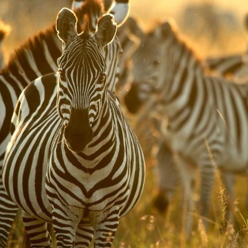 Zebra in Amboseli