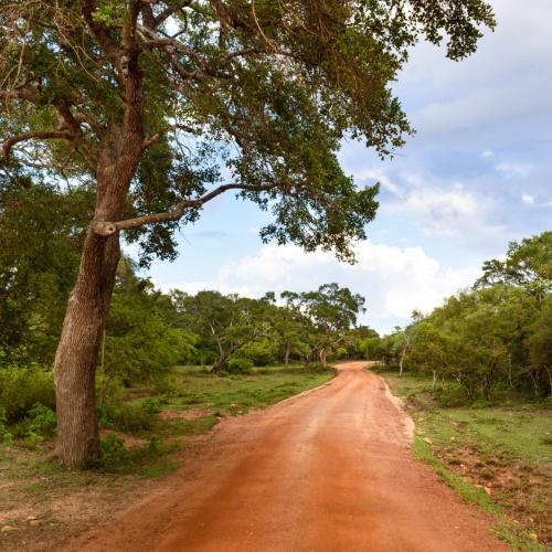 Wilpattu Nationaal Park