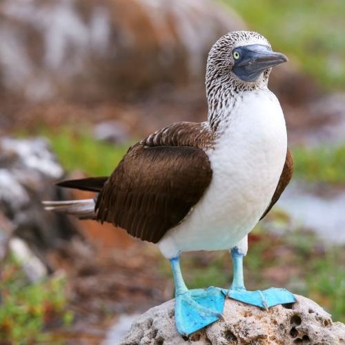 BLue Foot boobie bij Isla de la Plata