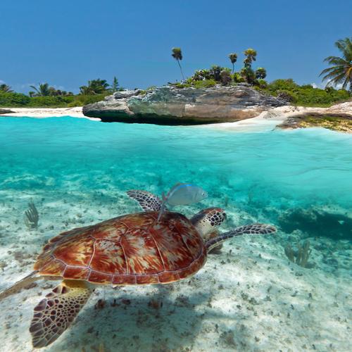 Playa del Carmen, schildpad