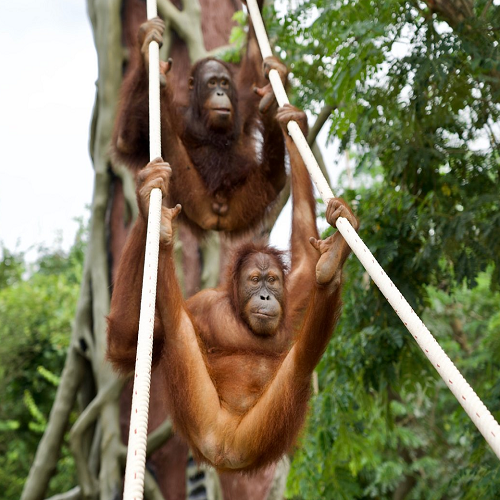 WFFT Animal Rescue Center