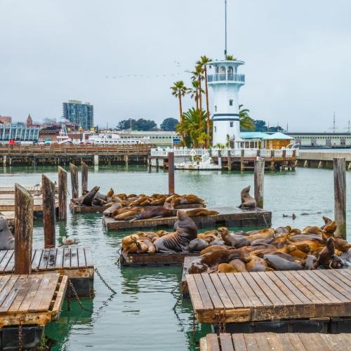 Zeeleeuwen bij pier 39, San Francisco