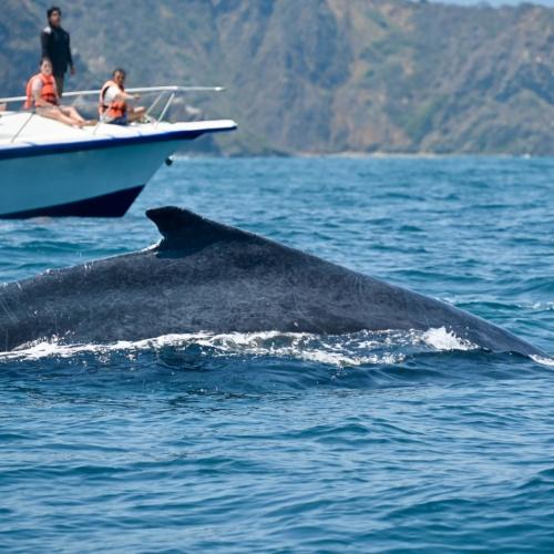 Bultrug walvis  bij Isla de la Plata