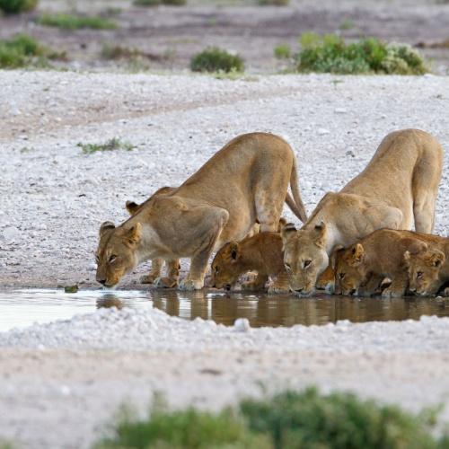 Een leeuwenfamilie bij de waterpoel