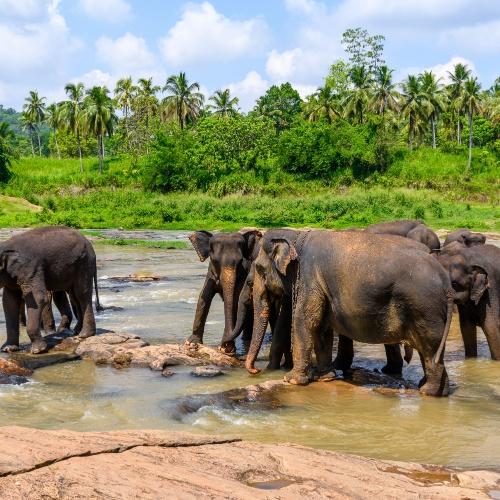 Wilpattu Nationaal Park, olifanten