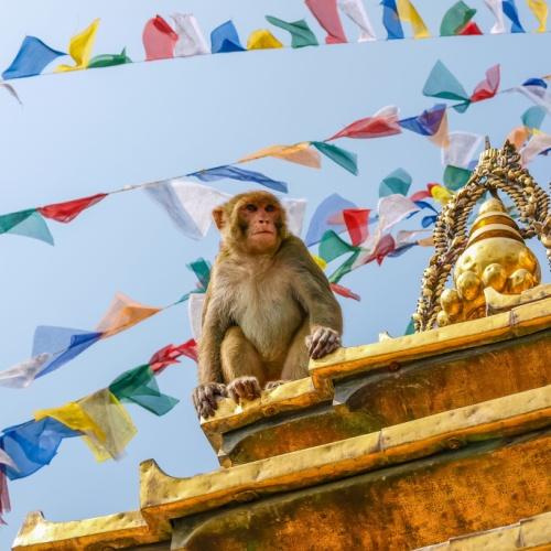 Swayambhunath, aapje