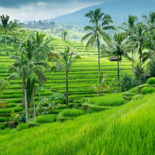 Rijstterrassen in Ubud