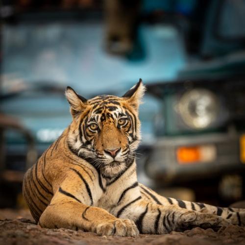 Bengaalse tijger in Ranthambore Park