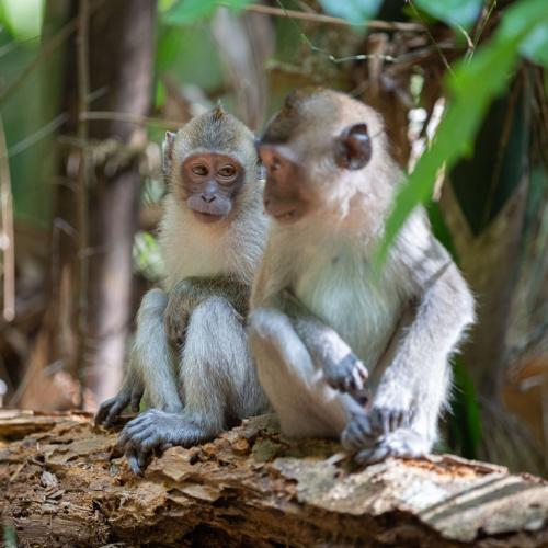 Apen in Khao Sok Nationaal Park