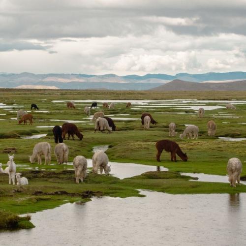 Natuurreservaat Pampa Cañahuas