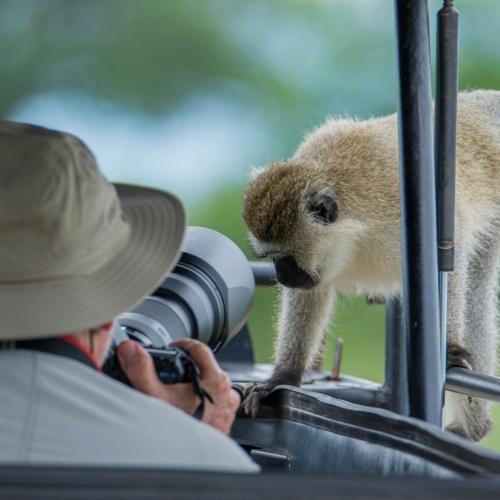 Aap in Tarangire Nationaal Park