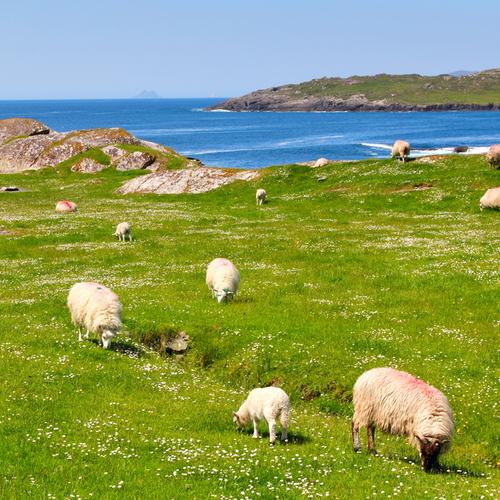 Schapen, Ring of Kerry