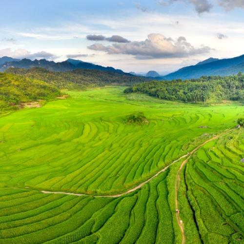 Mai Chau rijstvelden