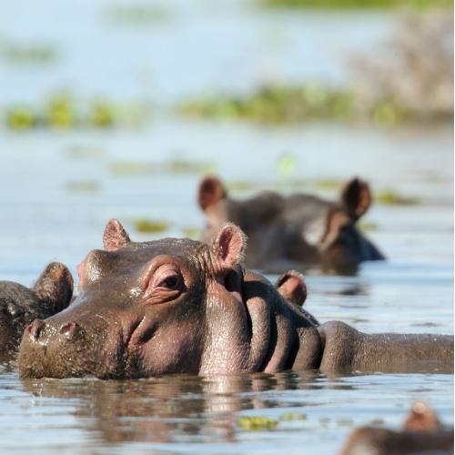 Nijlpaarden in het water