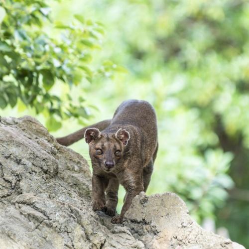 Fossa in Kirindy Reserve