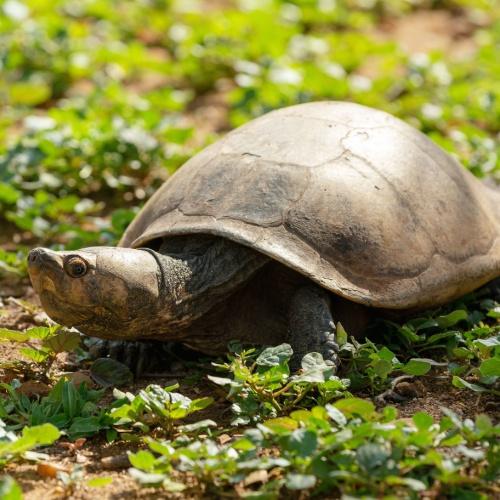 Schildpad nabij de Mahajilo-rivier