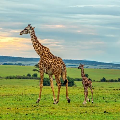 Masai Mara, giraffen