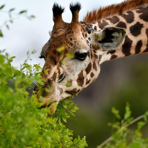 Tsavo West Nationaal Park, Giraffe