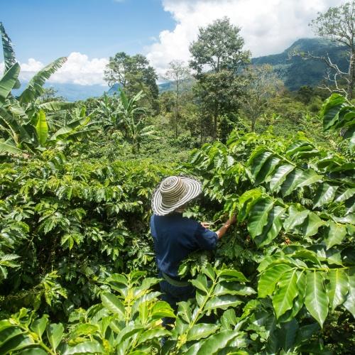 Colombiaanse koffieplantage