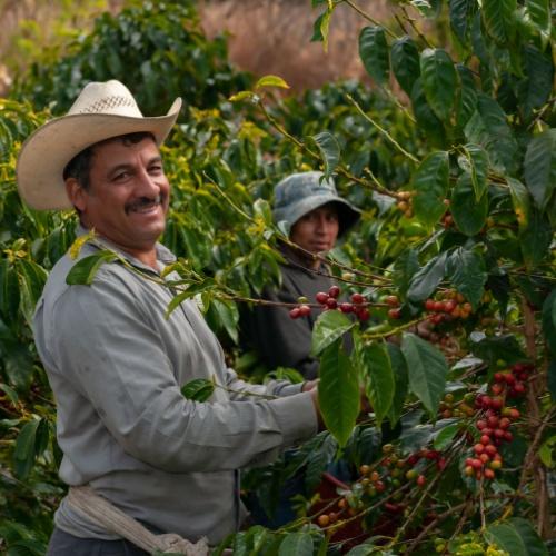 Koffieboeren Boquete