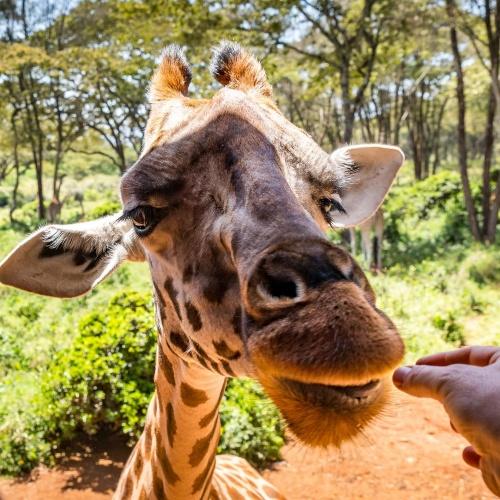 Giraffe Manor nabij Nairobi