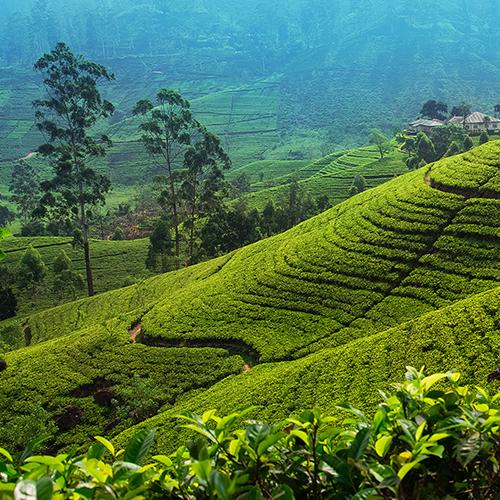 Nuwara Eliya Sri Lanka