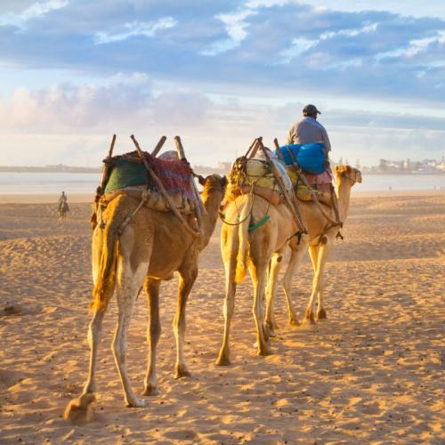 Kamelen op strand Essaouira