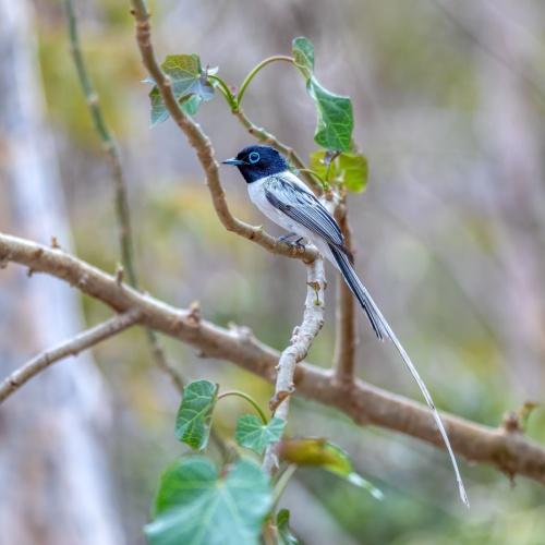 Tropische vogel in Kirindy Reserve