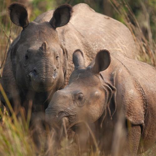 Chitwan Nationaal Park, neushoorn