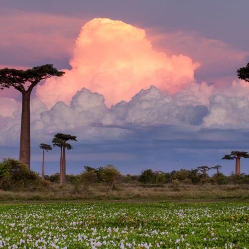 Baobabs met zonsondergang