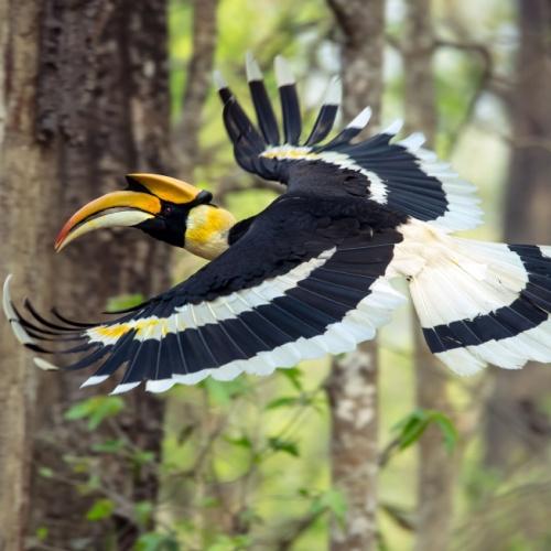 Chitwan Nationaal Park, neushoornvogel