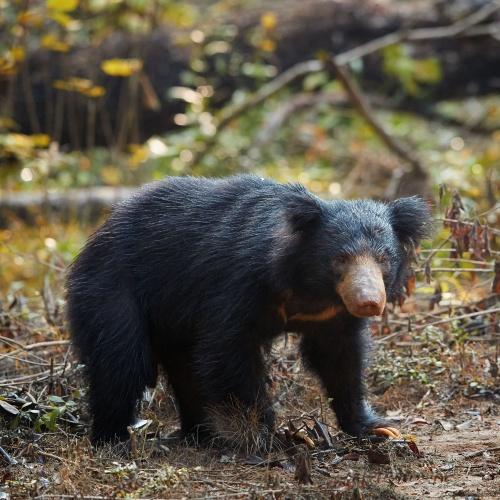 Lippenbeer in het Wilpattu Nationaal Park